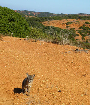Santa Cruz Island Juvenile Fox. (P. A. Holden) Juvenile Fox
