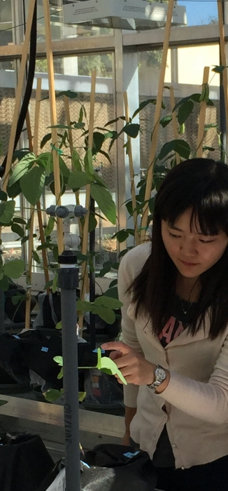 Ying Wang studying soybeans grown in nanomaterial-amended agricultural soils.