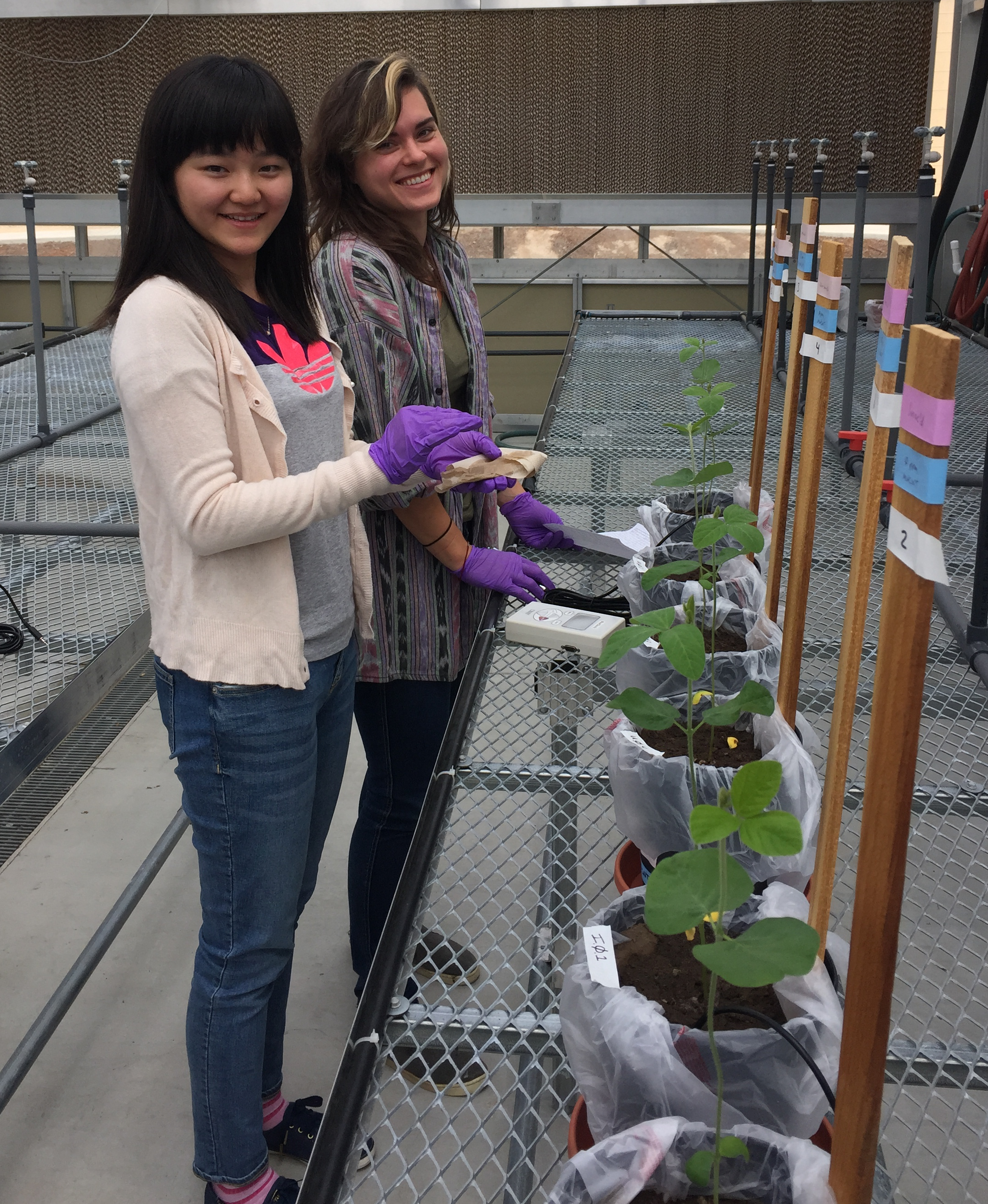 Ying Wang and Zoe Welch w/ soybeans under cultivation
