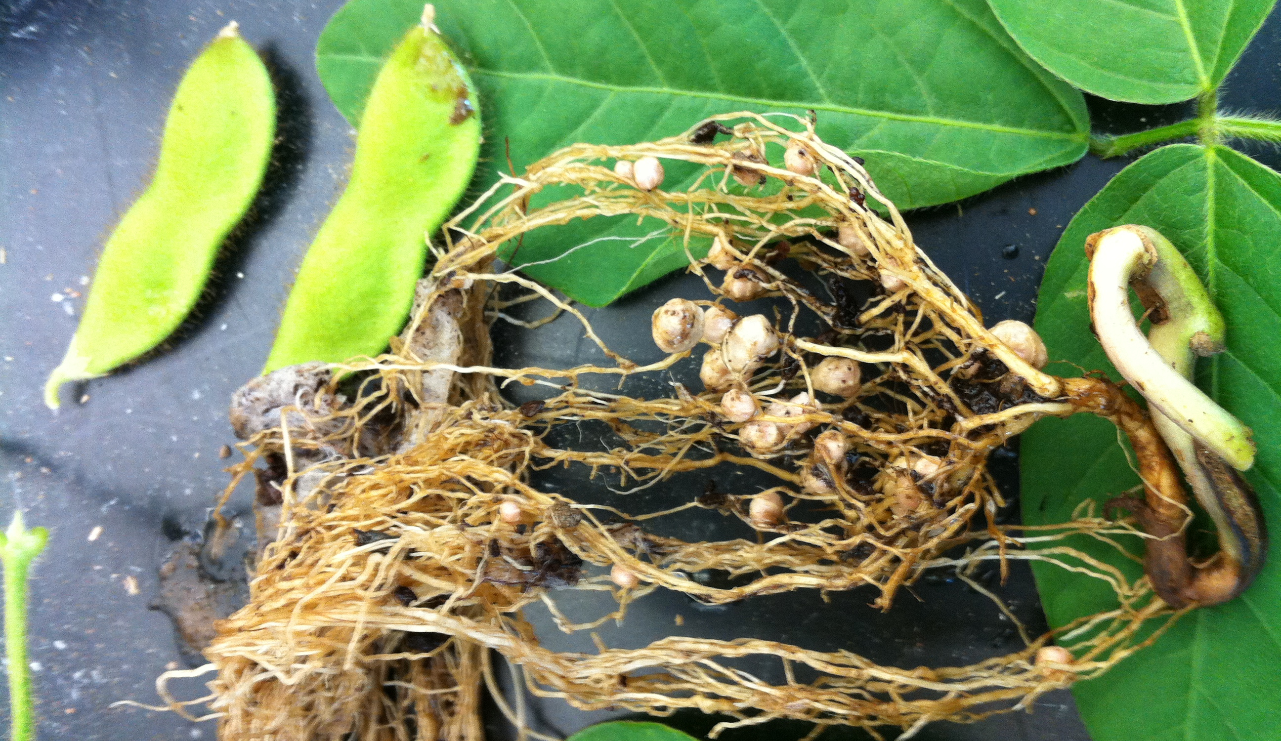 Image of soybean plant separated into parts:  Harvested soybean plant, image by P. 	A. Holden